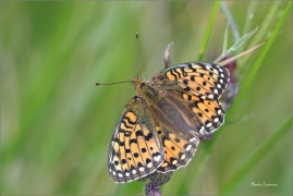<p>PERLEŤOVEC VELKÝ ( (Argynnis aglaja) ---- /Dark green fritillary - Großer Perlmutterfalter/</p>